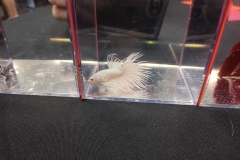 Betta11